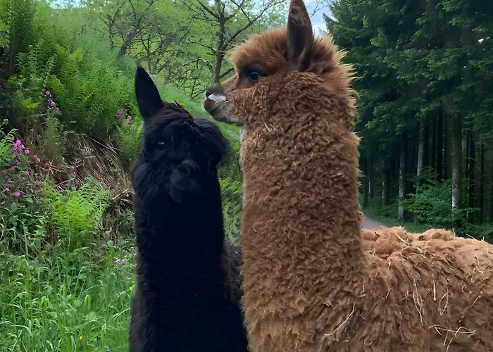 Apartment Blaesihof Oberharmersbach